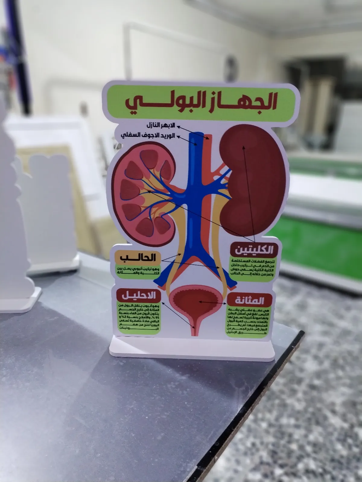 الجهاز البولي