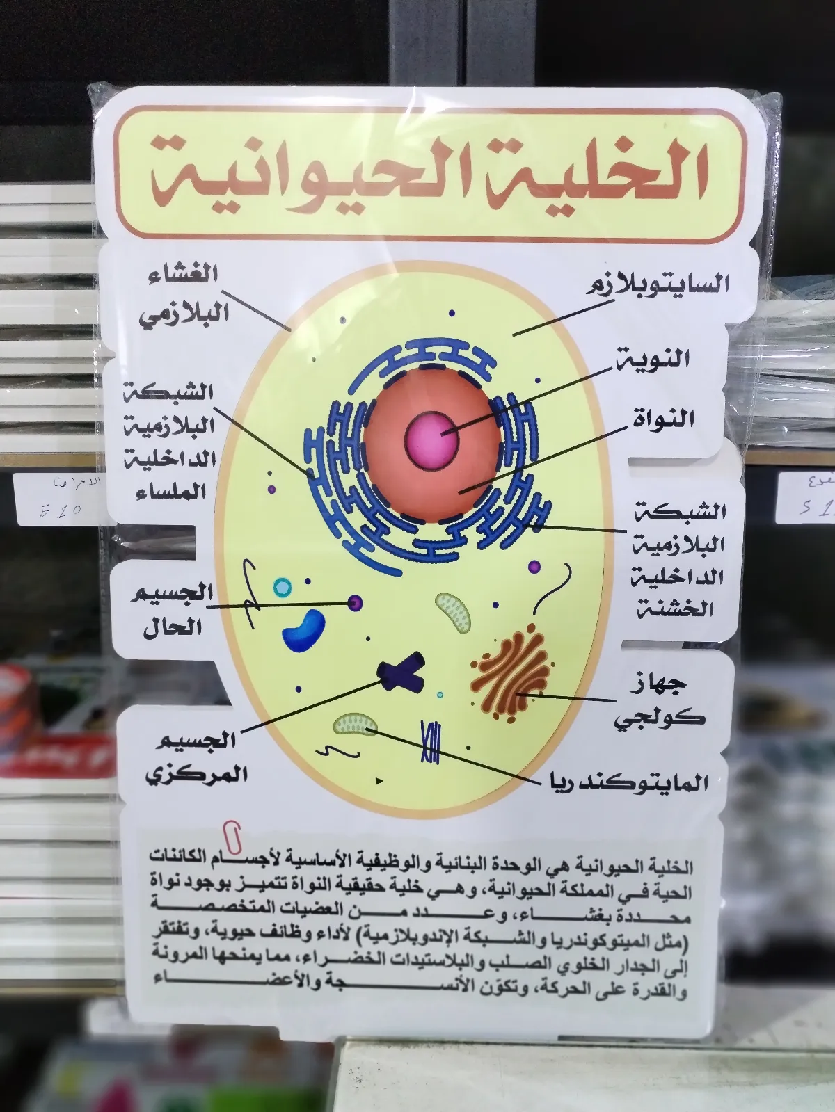 الخلية الحيوانية