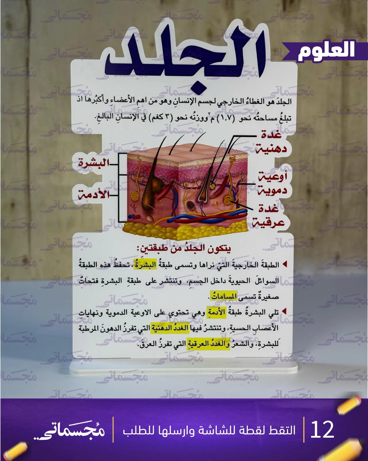 الجلد