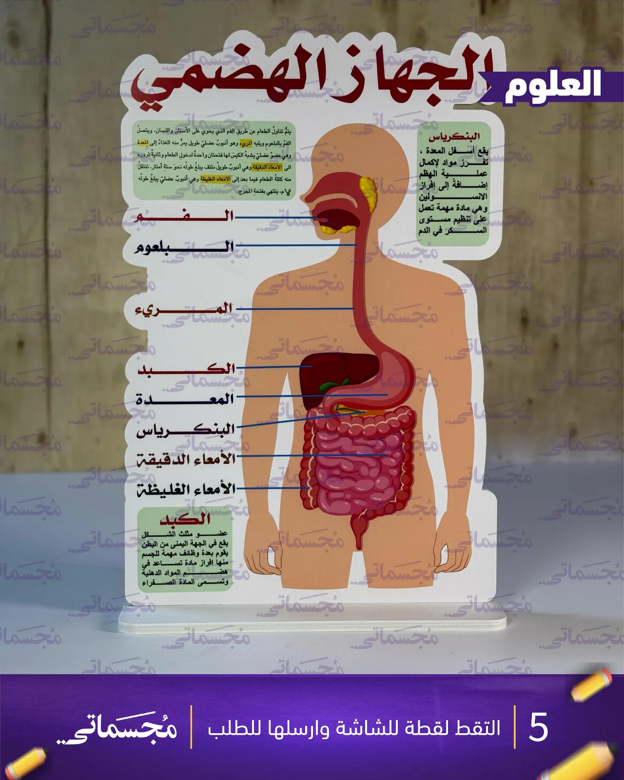 الجهاز الهضمي