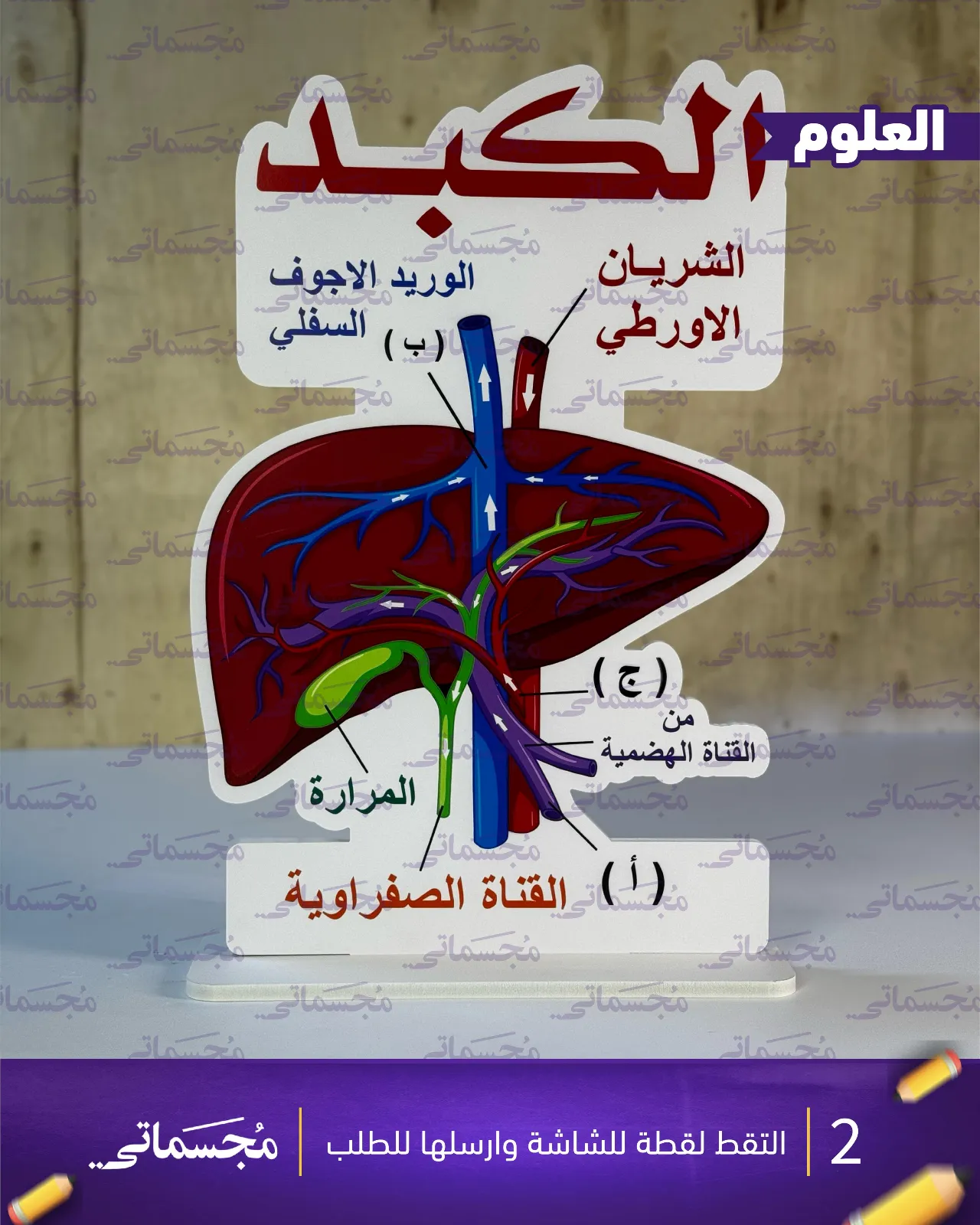 الكبد