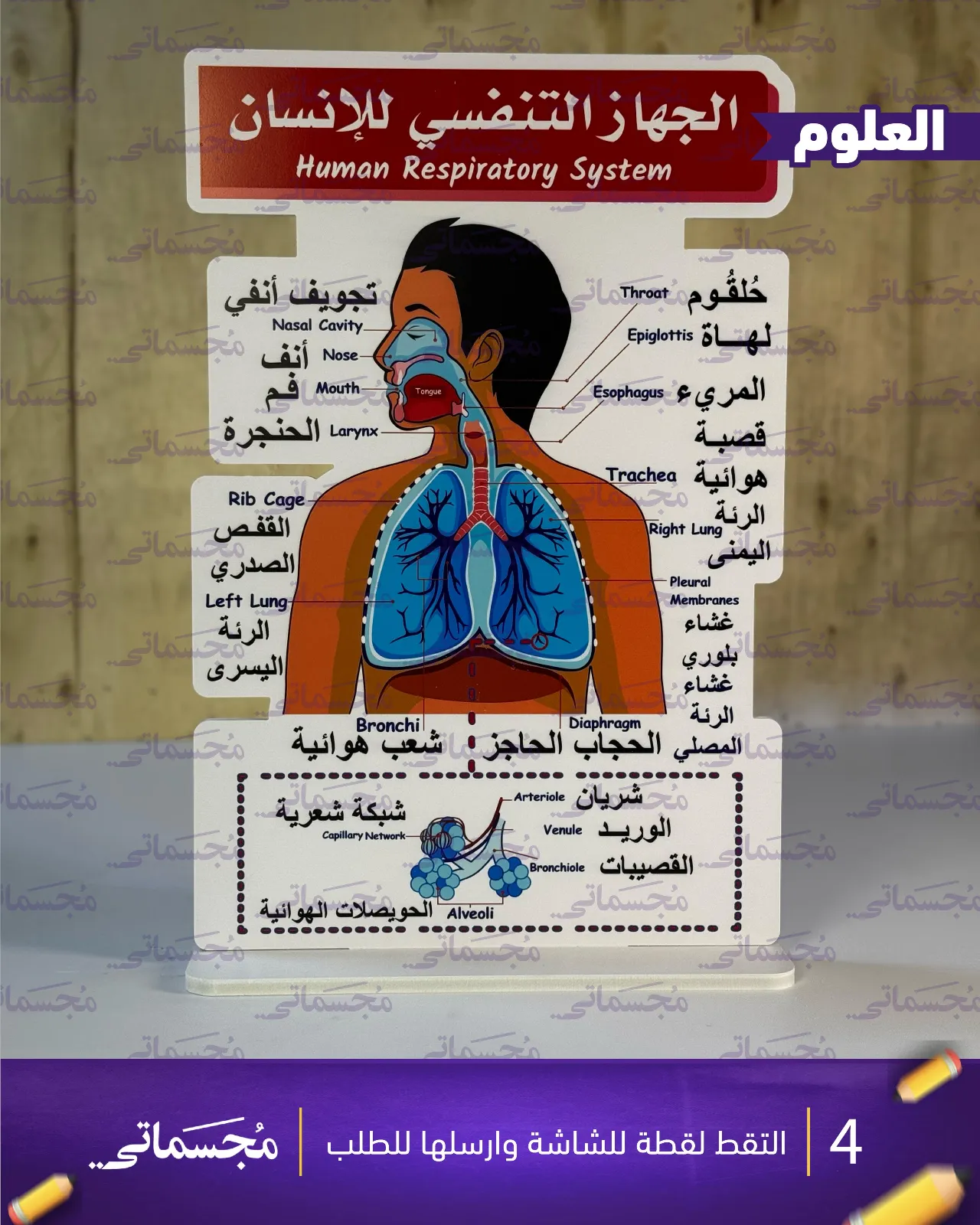 الجهاز التنفسي ( شرح )