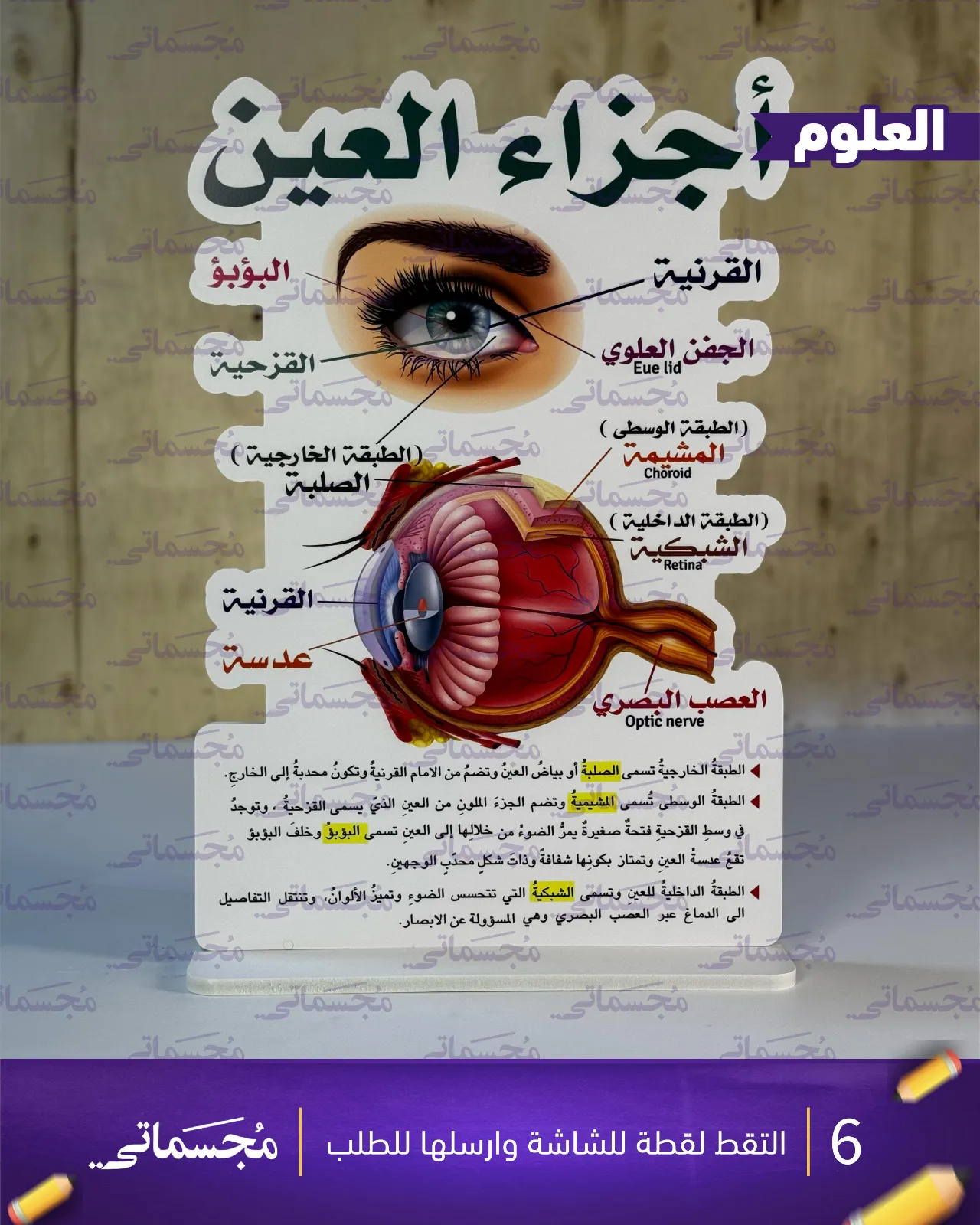 اجزاء العين