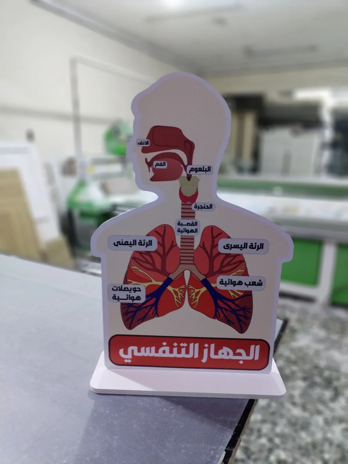 الجهاز التنفسي ( بدون شرح )