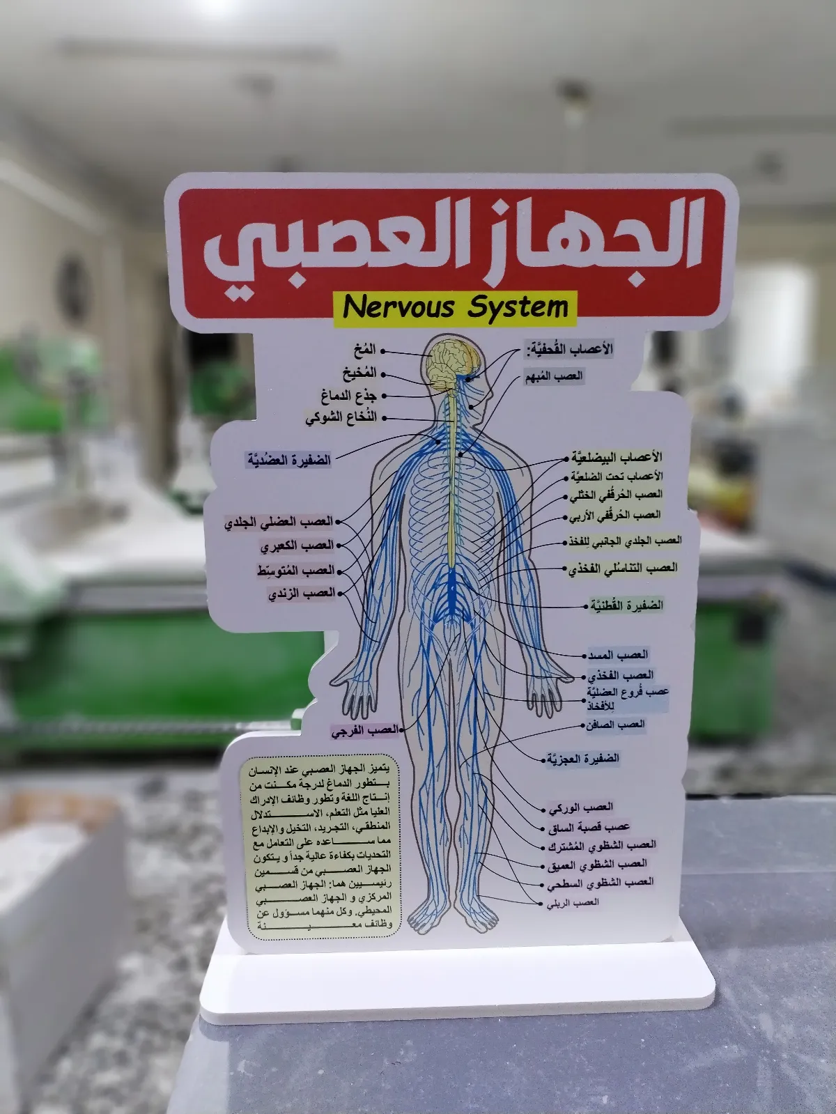 الجهاز العصبي