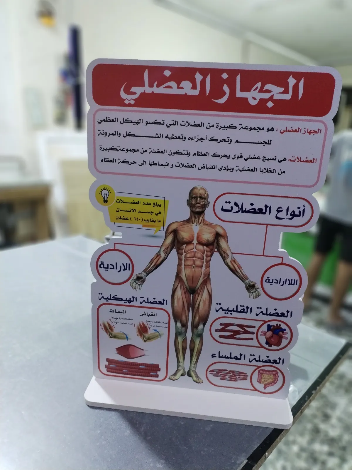 الجهاز العضلي