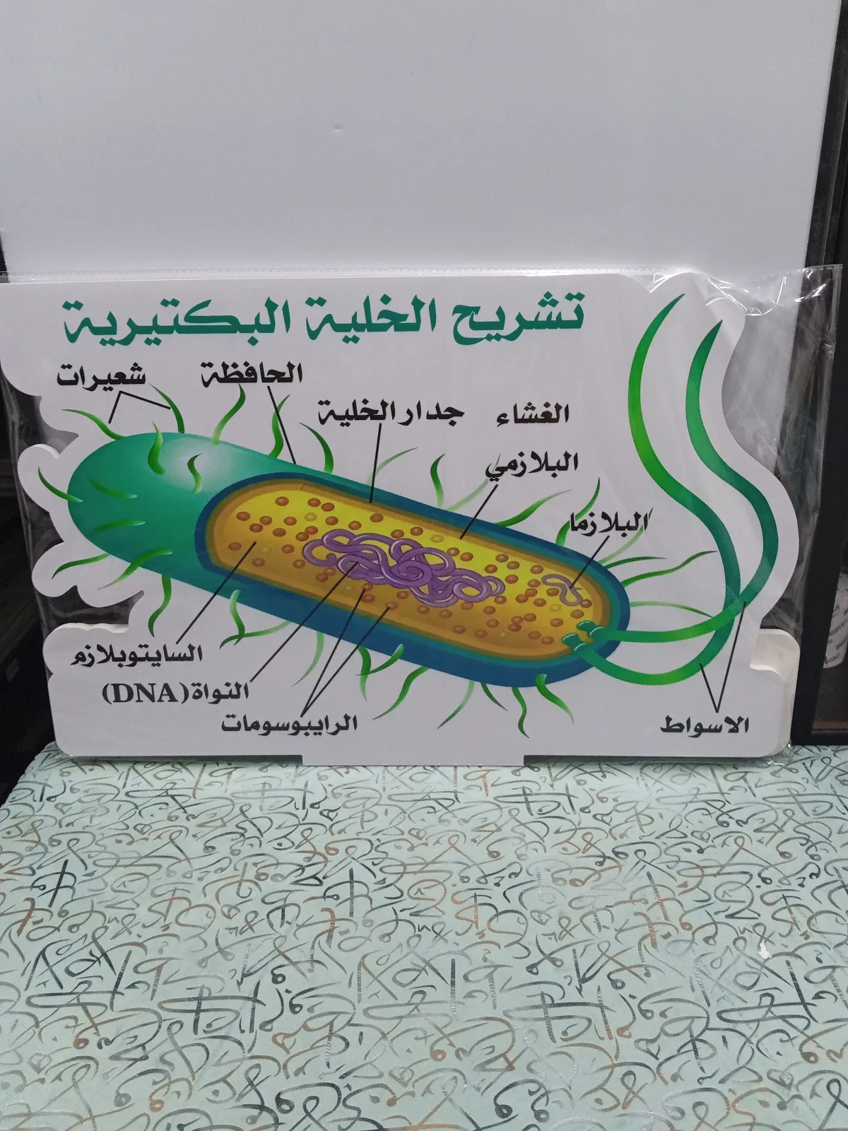 الخلية البكتيرية