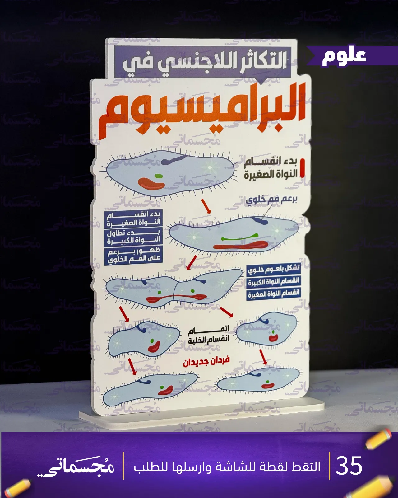 التكاثر اللا جنسي في البرامسيوم