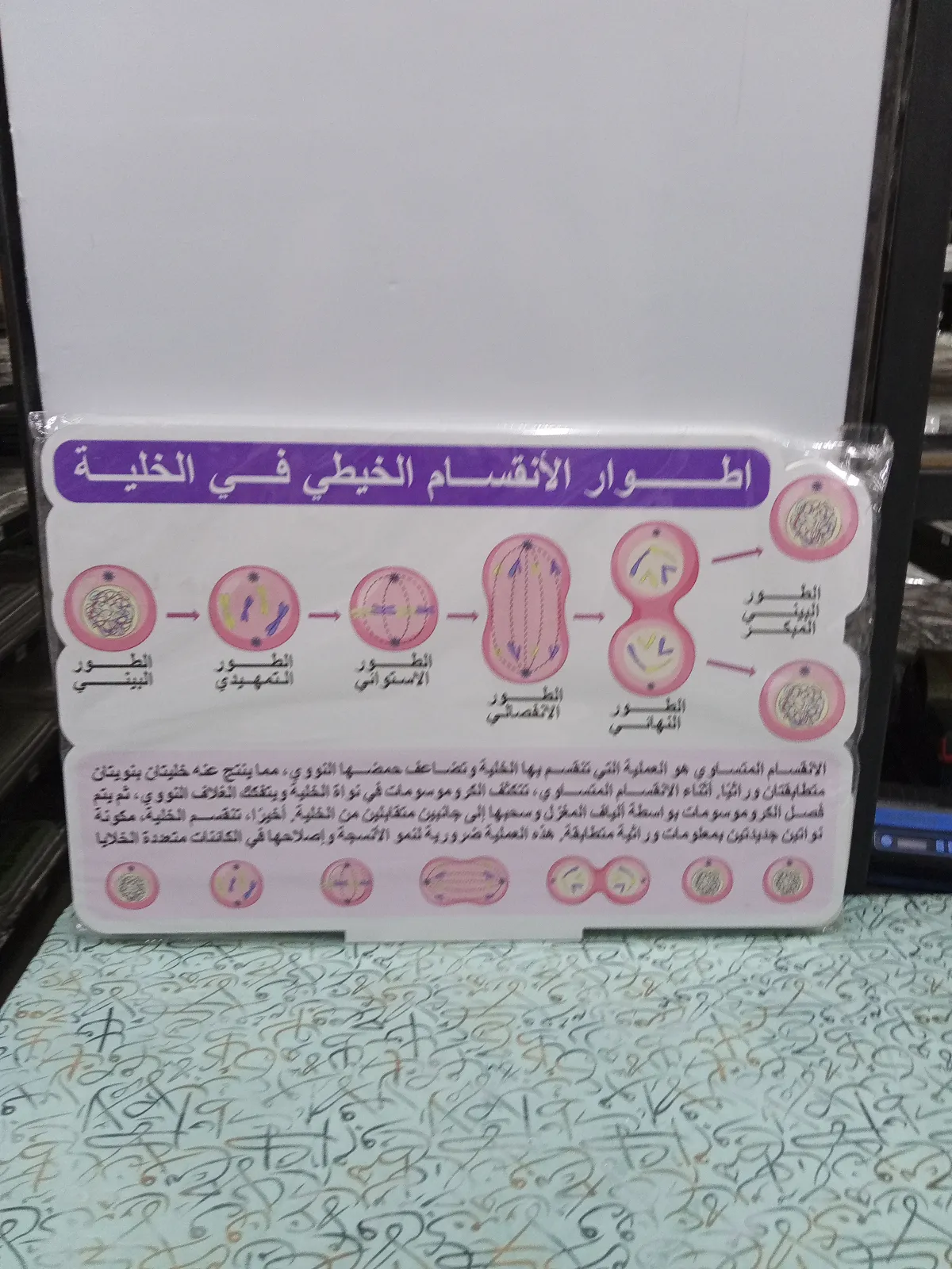 اطوار الانقسام الخيطي في الخلية