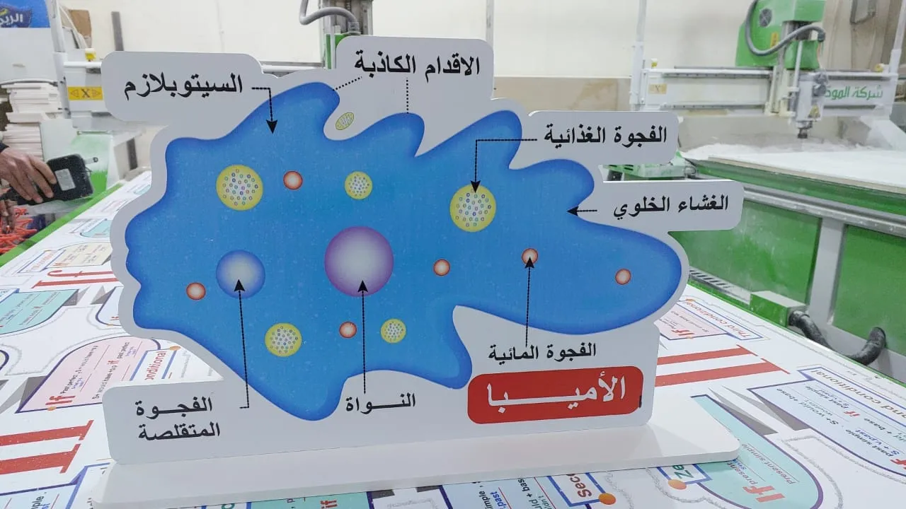 الاميبا