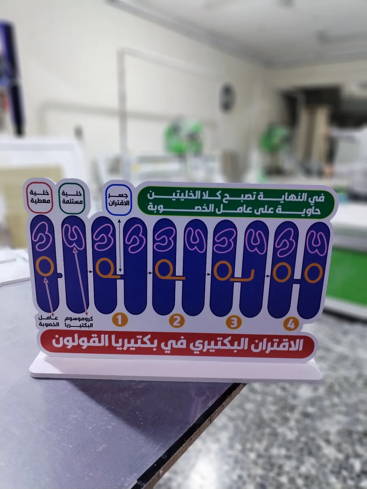 الاقتران في بكتريا القولون